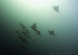 Eagle rays. Seymour. Galapagos. D200, 10.5mm. by Derek Haslam 